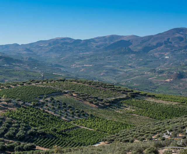 Crete Wine Paths vineyards