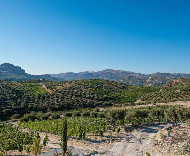 Crete Wine Paths vineyards