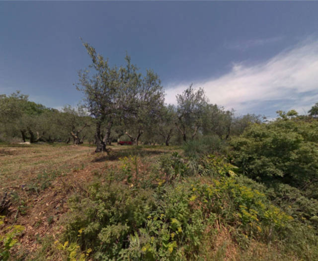 Aniforos Dasos Voskou Point 4