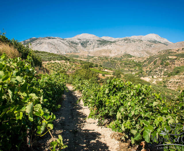 Crete Wine Paths vineyards